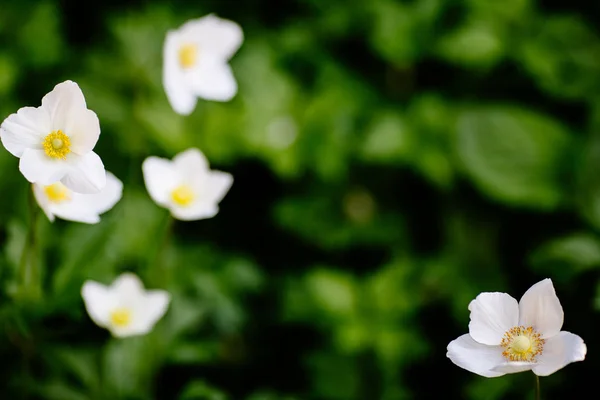 春の庭で白いアネモンの花と緑のグレード — ストック写真