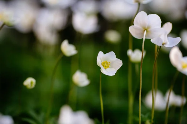 Зелена галявина з білими квітами анемони навесні в саду — стокове фото