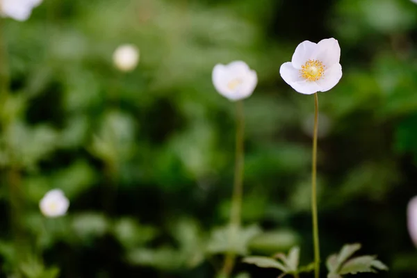 Anemone Silvestris - білі весняні квіти у весняному саду — стокове фото