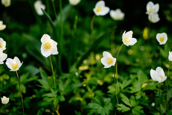 アネモンシルヴェストリス - 春の庭の白い春の花 — ストック写真