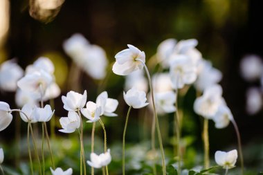 Anemon - gün batımı arka planda beyaz bahar çiçekleri