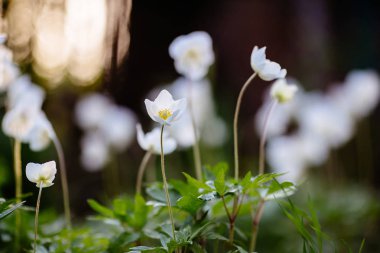 Anemon - gün batımı arka planda beyaz bahar çiçekleri