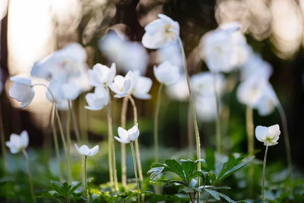 アネモン - 夕日の背景に白い春の花 — ストック写真