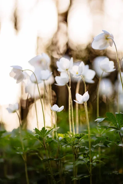 Anemone - білі весняні квіти на фоні заходу сонця — стокове фото