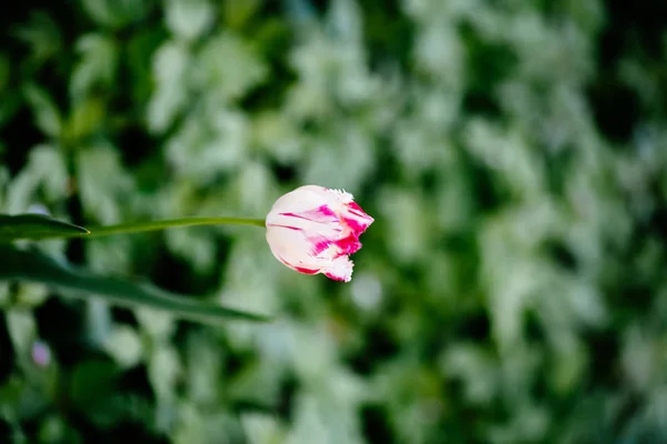緑を背景に白とピンクの花びらを持つチューリップ — ストック写真