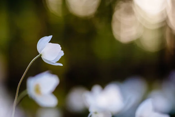 アネモン - 夕日の背景に白い春の花 — ストック写真