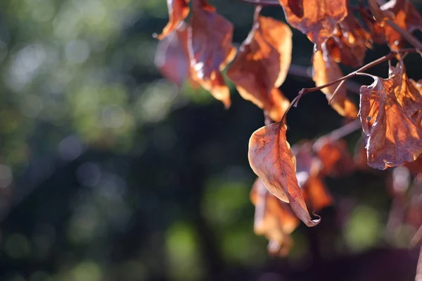 Jesienne liście na tle niewyraźne zieleni — Zdjęcie stockowe