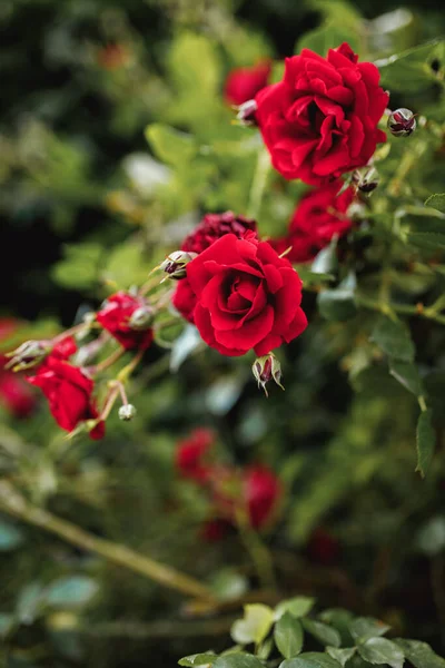 Buskar Med Röda Eller Röda Rosor Blomningstid Naturliga Blomstängsel Trädgårdsskötsel — Stockfoto