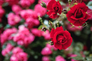 Pembe güllerin arka planına karşı kırmızı veya kırmızı güller. Çiçek zamanı, doğal çiçek çiti. Bahçe işleri, manzara tasarımı için bitkiler..