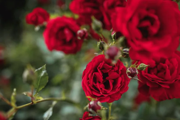 赤や緋色のバラの茂み 開花時間 天然の花のフェンス 景観設計のための植物 — ストック写真