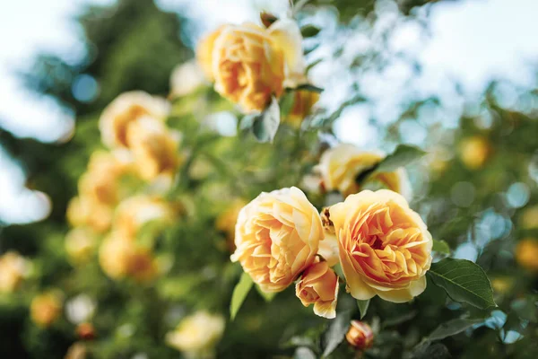 Bushes of very beautiful yellow roses. Flowering time, natural flower fence. Gardening, plants for landscape design.