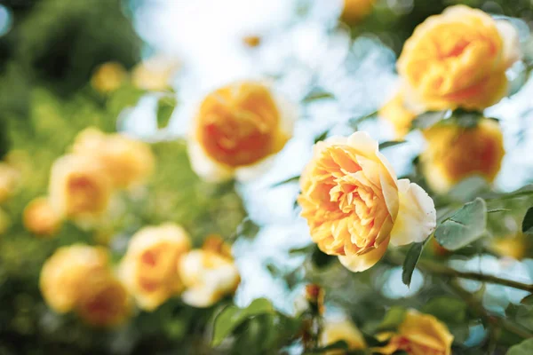 Bushes of very beautiful yellow roses. Flowering time, natural flower fence. Gardening, plants for landscape design.