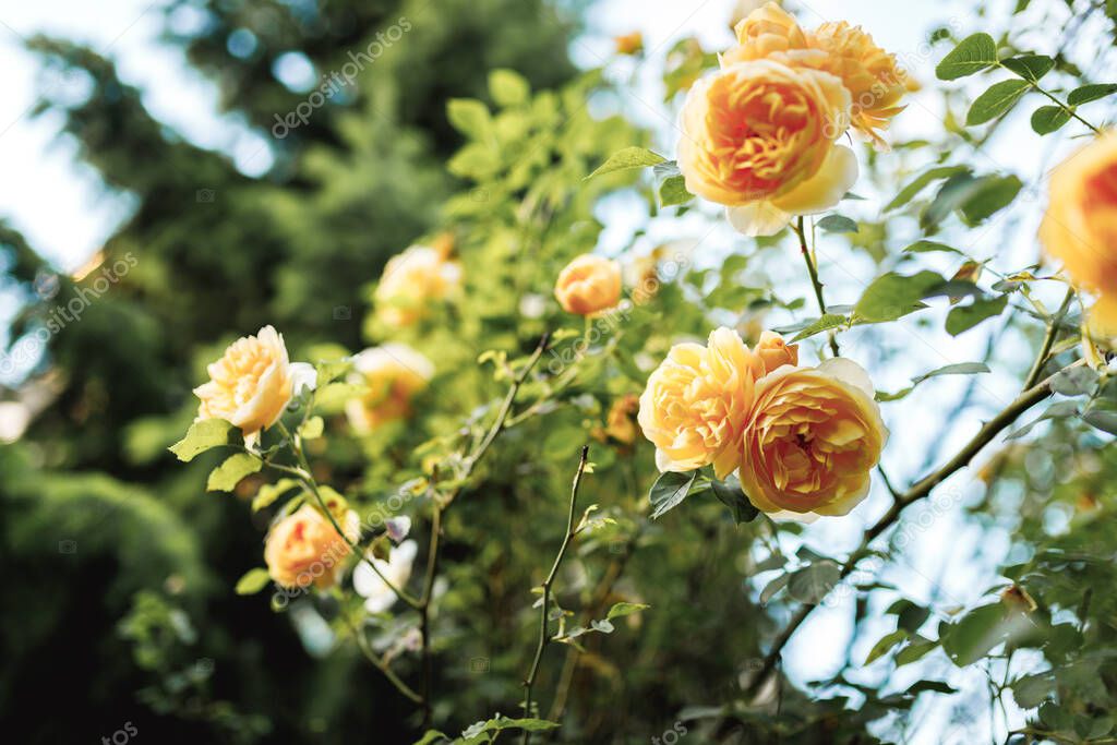 Bushes of very beautiful yellow roses. Flowering time, natural flower fence. Gardening, plants for landscape design.