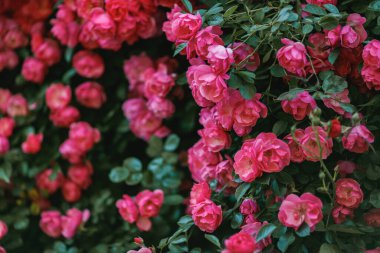 Pembe gül çalıları. Çiçek zamanı, doğal çiçek çiti. Bahçe işleri, manzara tasarımı için bitkiler..