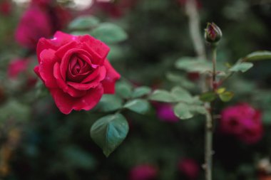 Pembe gül çalıları. Çiçek zamanı, doğal çiçek çiti. Bahçe işleri, manzara tasarımı için bitkiler..