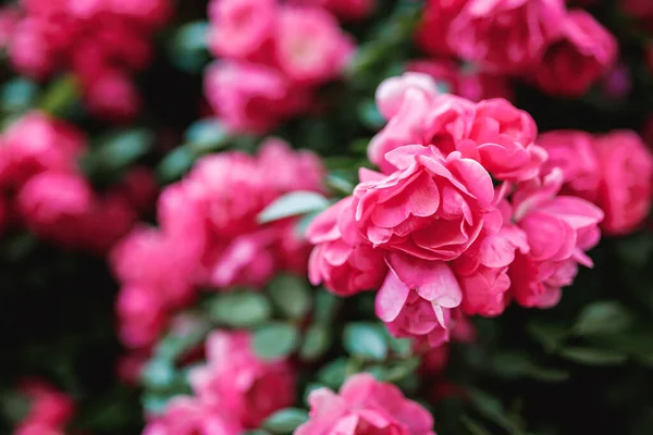 Кущі Рожевих Троянд Час Цвітіння Природний Квітковий Паркан Садівництво Рослини — стокове фото