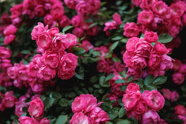 Кущі Рожевих Троянд Час Цвітіння Природний Квітковий Паркан Садівництво Рослини — стокове фото