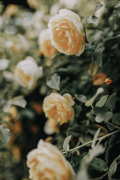 Красивий Кущ Троянд Весняному Саду Рожевий Сад — стокове фото