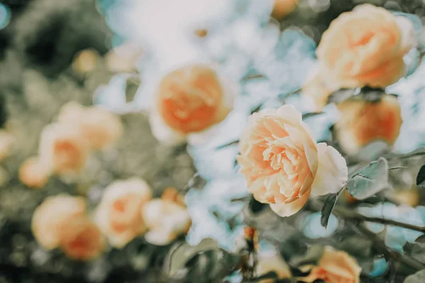Красивий Кущ Троянд Весняному Саду Рожевий Сад — стокове фото