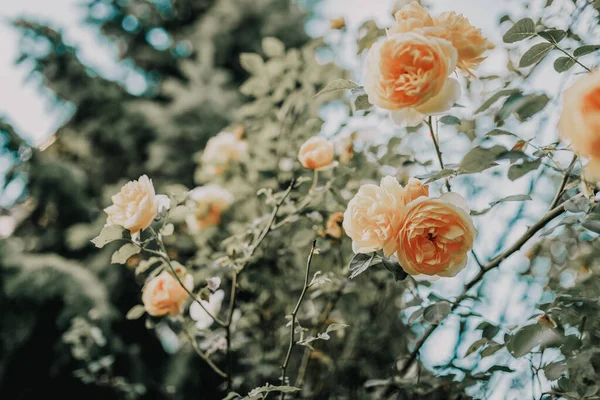 Красивий Кущ Помаранчевих Троянд Весняному Саду Рожевий Сад — стокове фото
