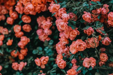 Bahçedeki çalıların üzerinde açan güzel pembe gül