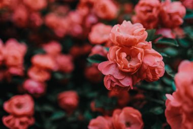 Bahçedeki çalıların üzerinde açan güzel pembe gül