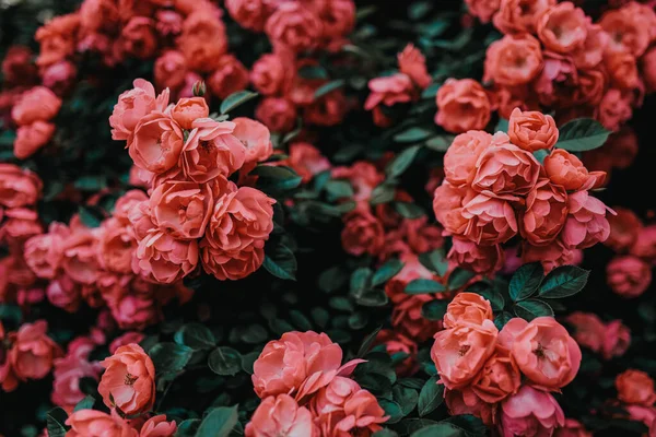 Красива квітуча рожева троянда на кущі в саду — стокове фото