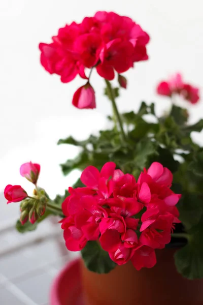 鍋で赤いゼラニウムの花クローズ アップ — ストック写真