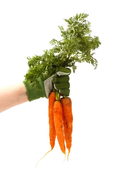 Mano Sosteniendo Manojo Zanahorias Recién Cosechadas Con Tierra Aisladas — Foto de Stock