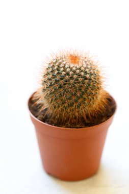 Bir tencerede minyatür kaktüs