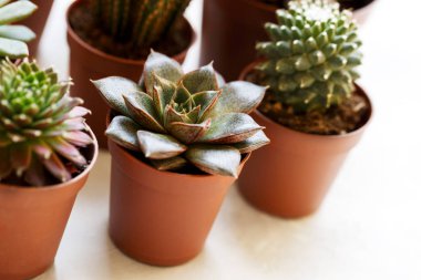 Küçük echeveria succulents ve kaktüs kahverengi tencere kavramı dikey doğal ışık bahçe farklı