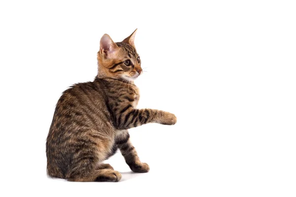 Lekfull bengal katt — Stockfoto