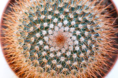 macro-opname van een cactus