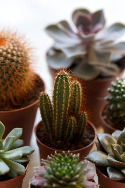 Küçük echeveria succulents ve kaktüsler