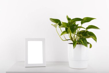 Altın pothos veya beyaz modern saksının boş çerçeve kadar sahte şeytanın sarmaşık