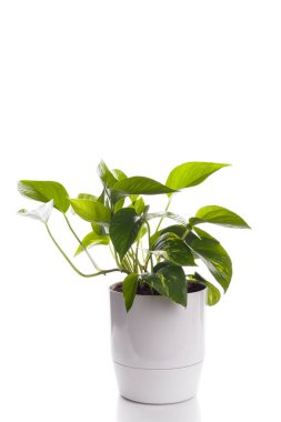 Altın pothos ya da şeytanın sarmaşık beyaz modern saksının içinde