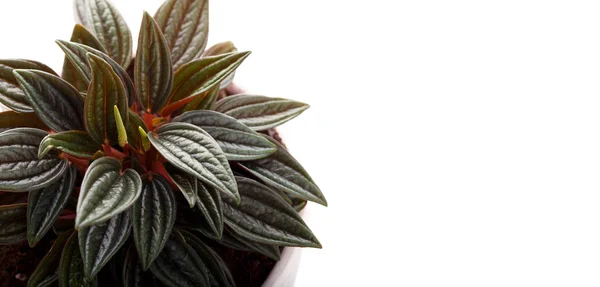 Beyaz bitti izole bir beyaz saksı houseplant peperomia kopya alanı kapatın