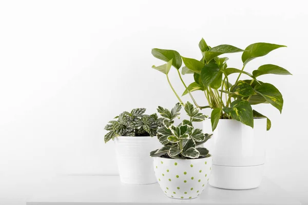 Beyaz modern saksıları içinde houseplants peperomia fittonia euonymus altın pothos