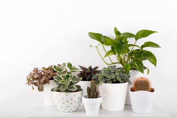 Beyaz modern Çiçeklik houseplants peperomia fittonia altın pothos kaktüs