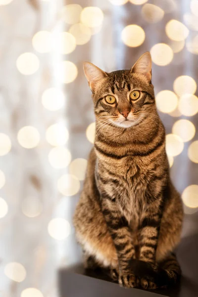 의어린 고양이가 불빛을 등지고 — 스톡 사진