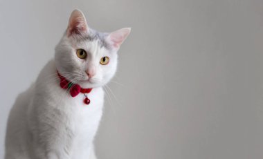 Beyaz bir kedinin portresi