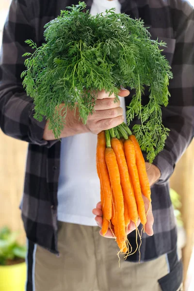 Ramo de zanahorias — Foto de Stock