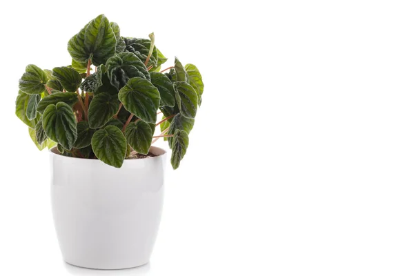 Peperomia caperata ev bitki — Stok fotoğraf