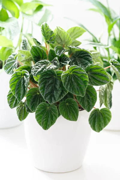 Peperomia caperata bir tencerede
