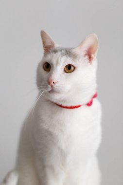 Beyaz bir kedinin portresi