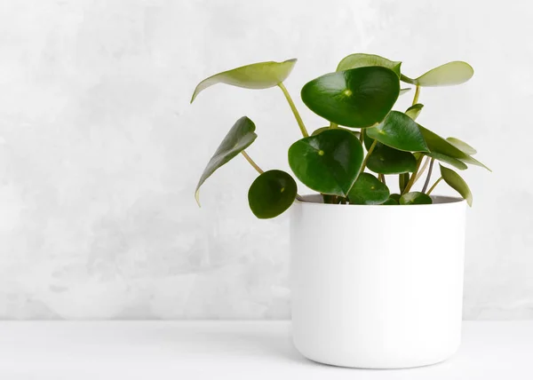 Peperomia yağmur damlası houseplant
