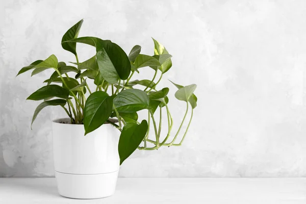 Devil\'s ivy in a white modern pot