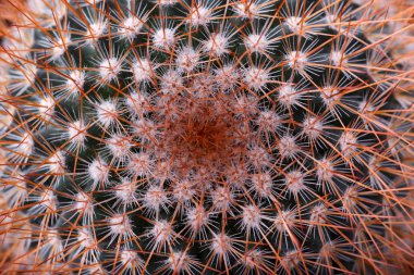 Küçük kaktüs makro çekim