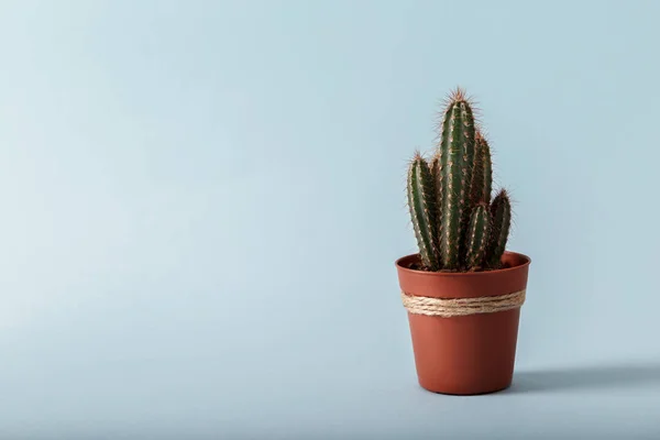 Petit cactus décoratif — Photo