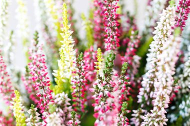 Heather Calluna vulgaris